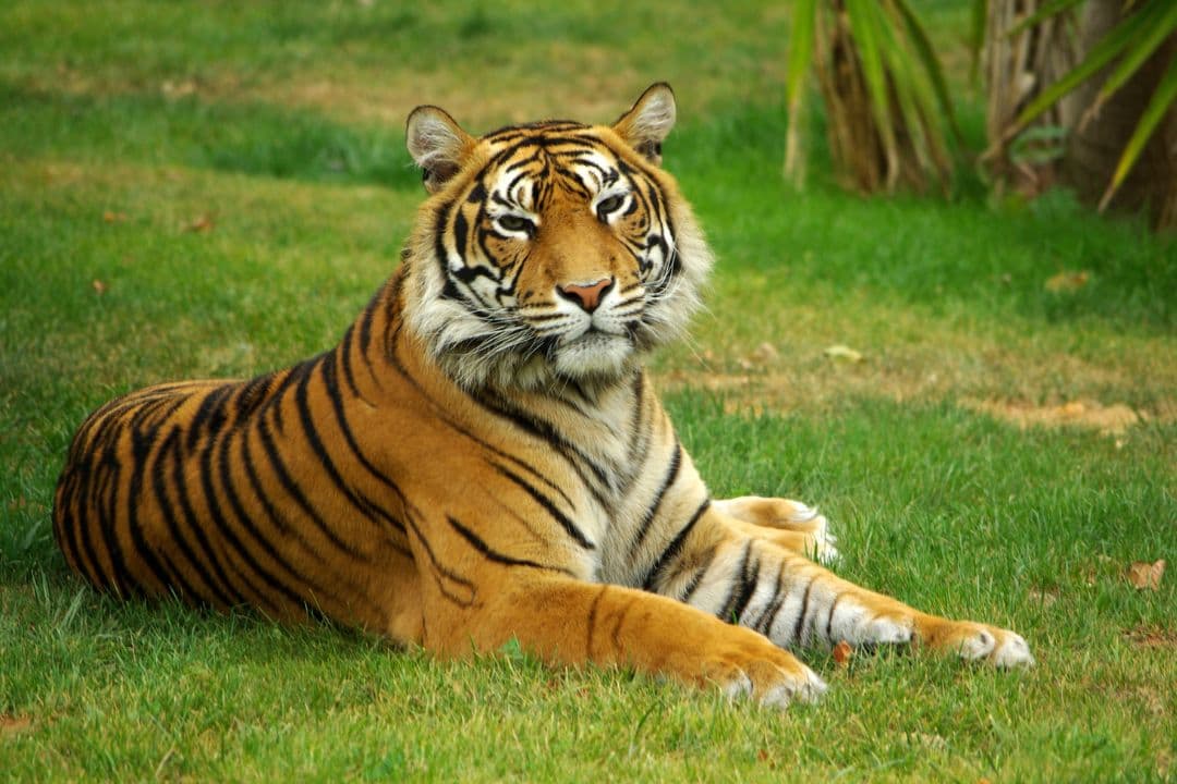 Tiger Park Tour media 1