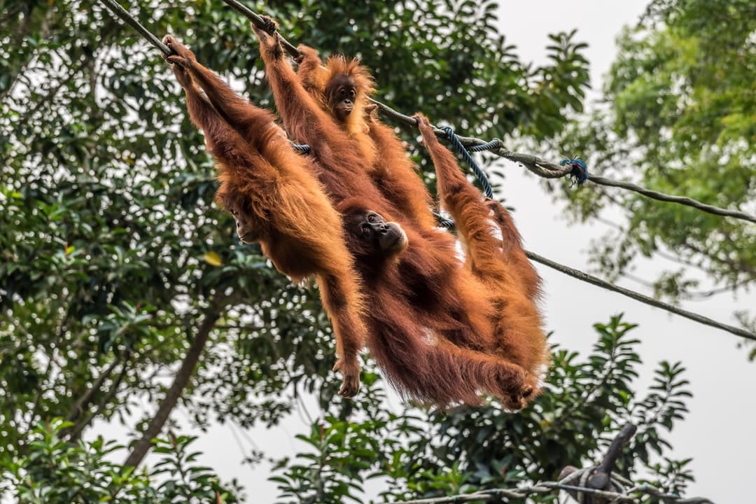 Singapore Zoo Tour media 1