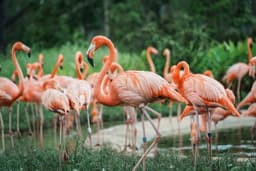 Explore Bird Paradise