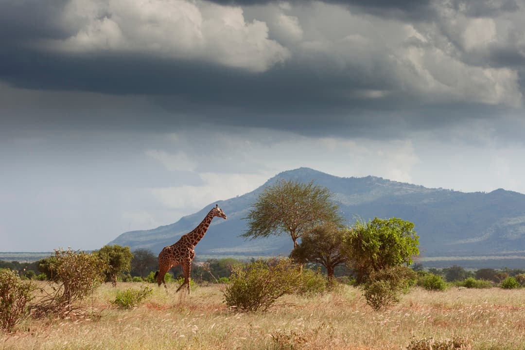 Tarangire Full Day Game Drive media 1