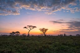 Central Serengeti Full Day Game drive