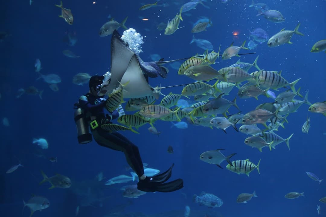 Scuba Diving in Sharm El Sheikh media 1